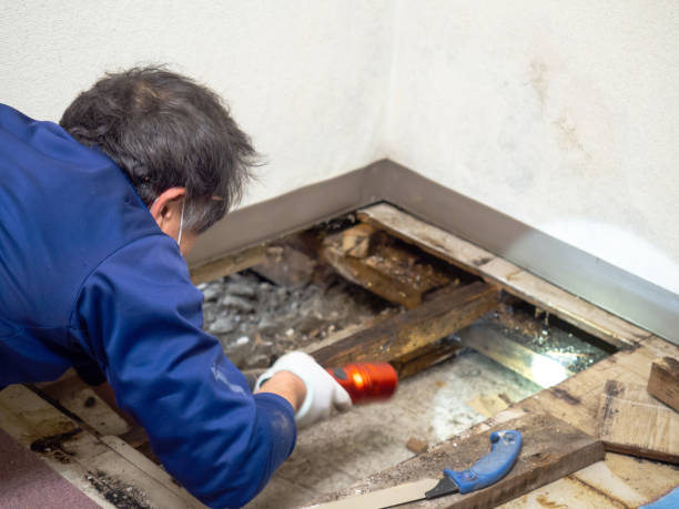Best Emergency Mold Removal  in Choccolocco, AL