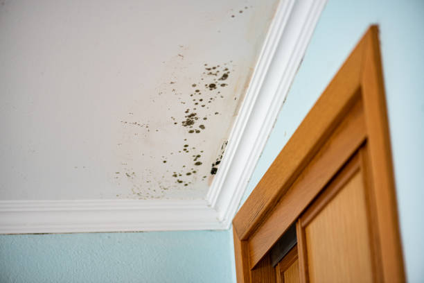 Best Best Mold Removal Companies  in Choccolocco, AL