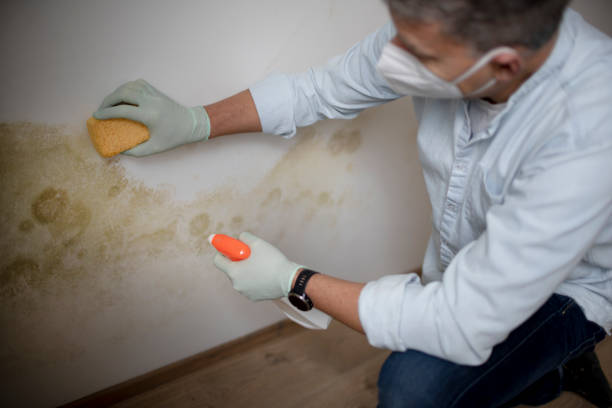 Best Local Mold Removal Service  in Choccolocco, AL