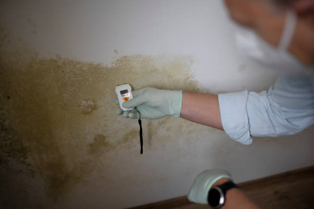 Best Affordable Mold Removal  in Choccolocco, AL