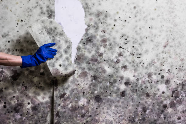 Choccolocco, AL Mold Removal Company