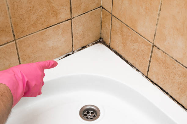 Best Mold Remediation  in Choccolocco, AL